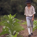 Tobacco in the Colonies