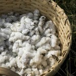 The Story of Cotton