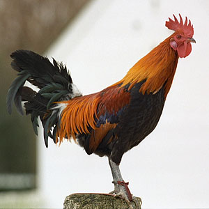 dorking rooster